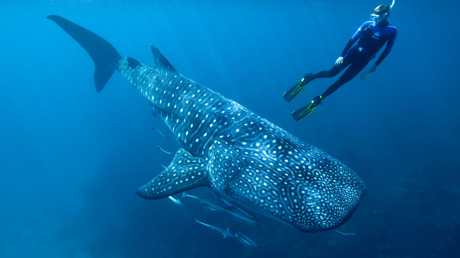 Whale shark, shark, atlantic, indian, pacific, ocean, water, underwater, blue, diving, tourism, fish, World's best diving sites (horizontal)