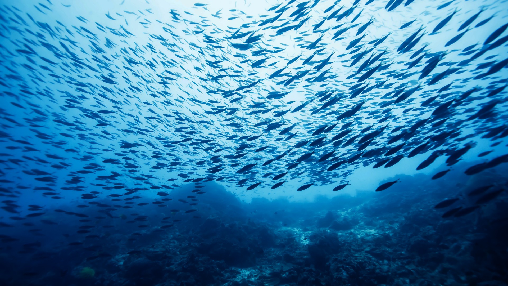 Fish school, Castle Rock, Ocean, Pacific, Atlantic, Indian, water, blue, bottom, underwater, diving, tourism, World's best diving sites (horizontal)