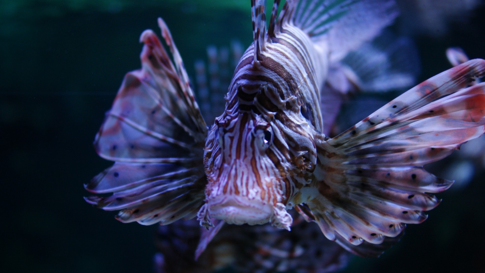 Lionfish, 5k, 4k wallpaper, Budapest, Tropicarium, Oceanarium, aquarium, water, underwater, purple, fish, tourism, diving, World's best diving sites (horizontal)