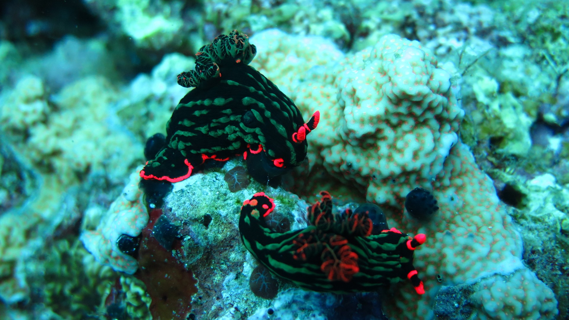 Nudibranch, Deep sea corals, Alona beach, Panglao, Philippines, Coral, marine life, diving, sea, underwater, tourism, World's best diving sites (horizontal)