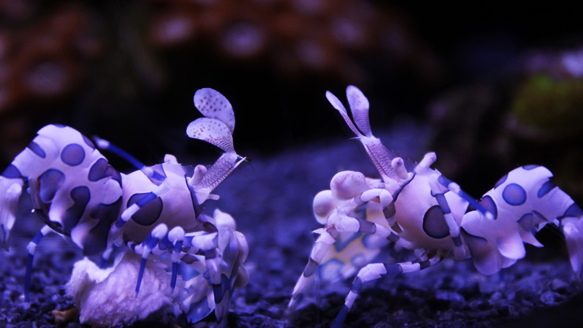 Harlequin Shrimp, Seattle Aquarium, USA, underwater, diving, tourism, water, purple, World's best diving sites (horizontal)