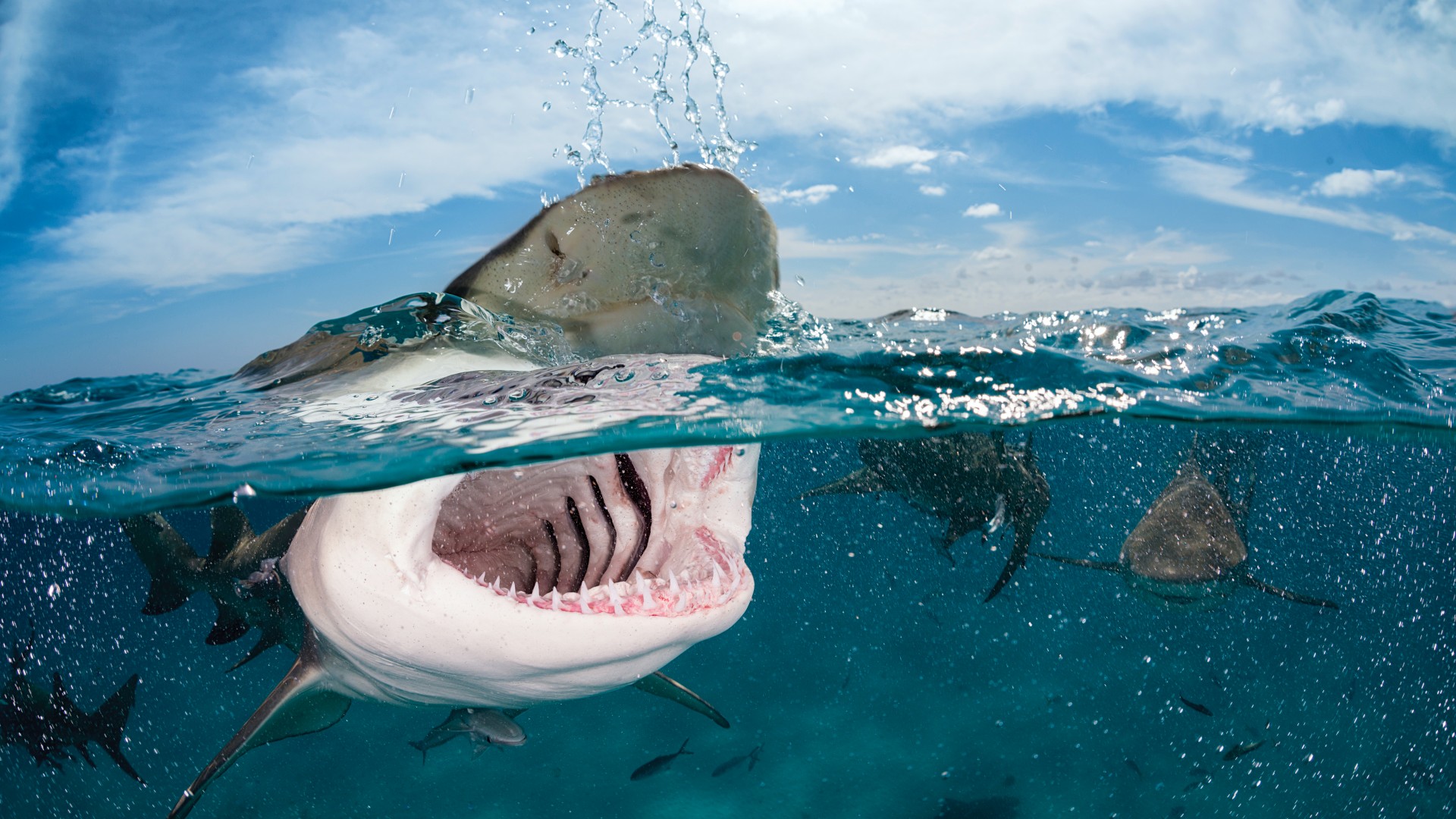 Shark, 5k, 4k wallpaper, 8k, Indian, Caribbean, Atlantic Ocean, sea, diving, water, splash, sky, clouds, unerwater, jaws, blue, tourism, World's best diving sites (horizontal)