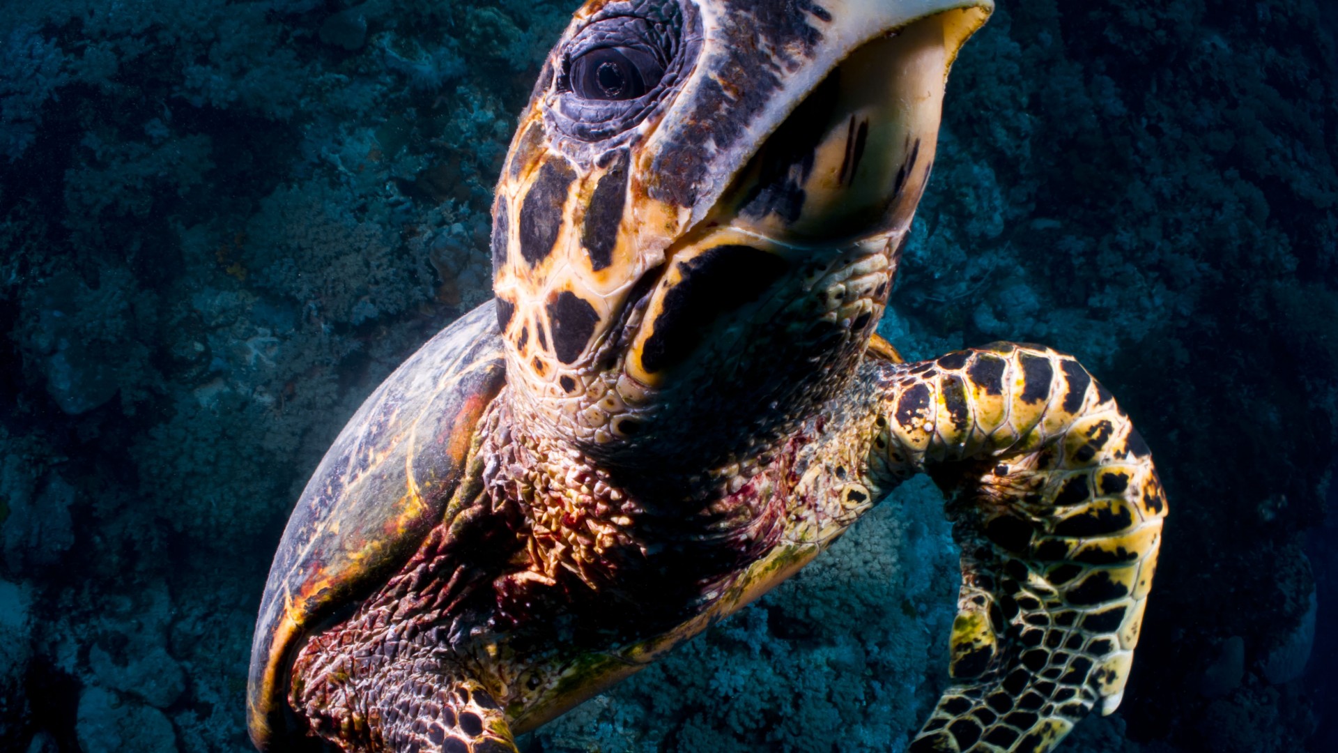 Turtle, Bloody Bay Wall, Little Cayman, Caribbean, , diving, tourism, sea, ocean, water, underwater, gopro, bottom, blue (horizontal)