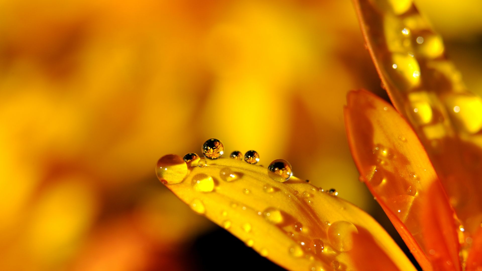 flower, drop, orange, 4k (horizontal)