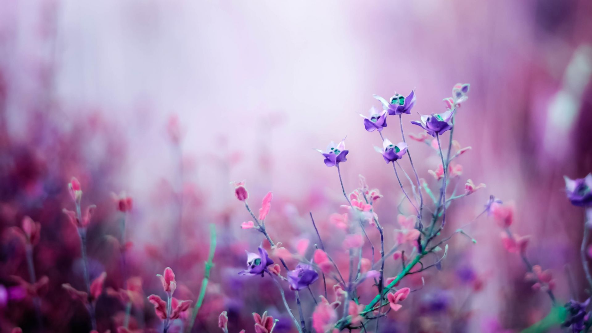 flowers, purple, 4k (horizontal)