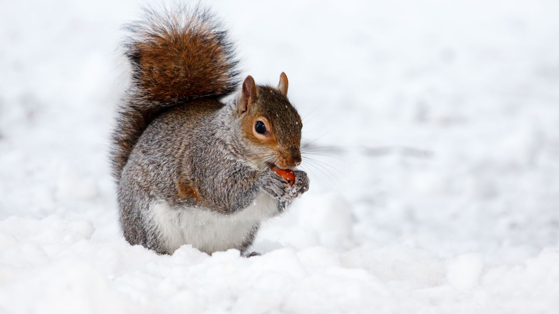 squirrel, cute animals, snow, winter, 4k (horizontal)