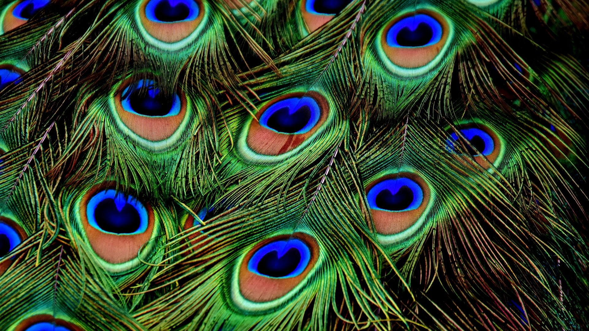 peacock, feather, 4k (horizontal)