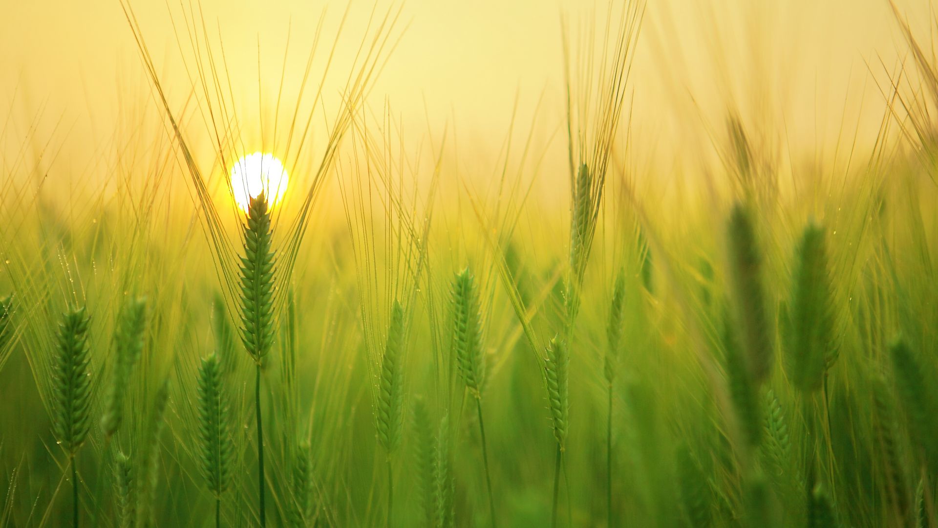 field, sunrise, 4k (horizontal)