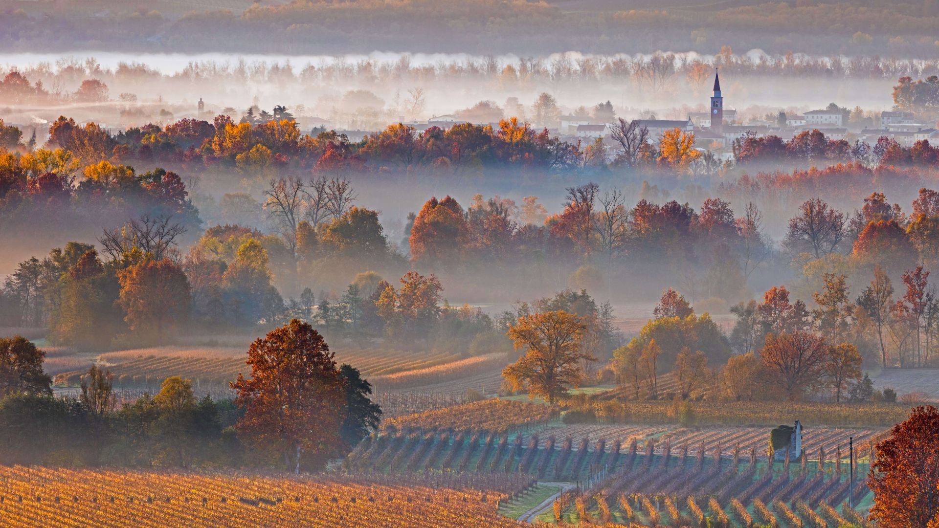 Europe, autumn, fog, trees, 8K (horizontal)