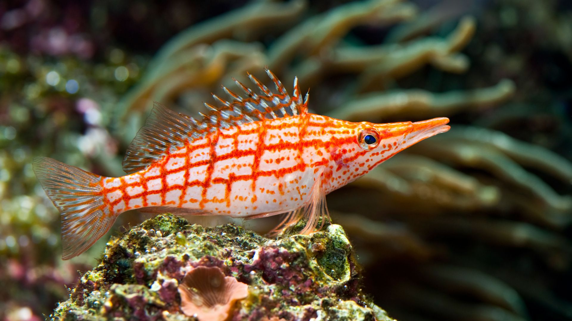 longnose hawkfish, underwater, Best Diving Sites (horizontal)