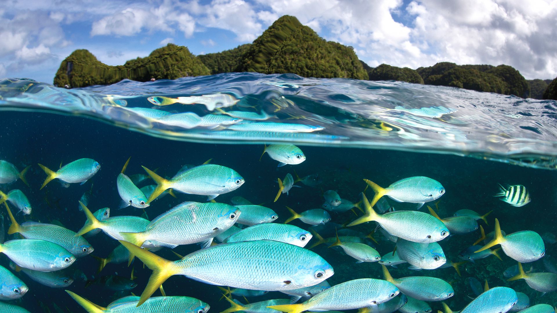 Palau Diving Center, 5k, 4k wallpaper, Malakal island, diving, tourism, travel (horizontal)