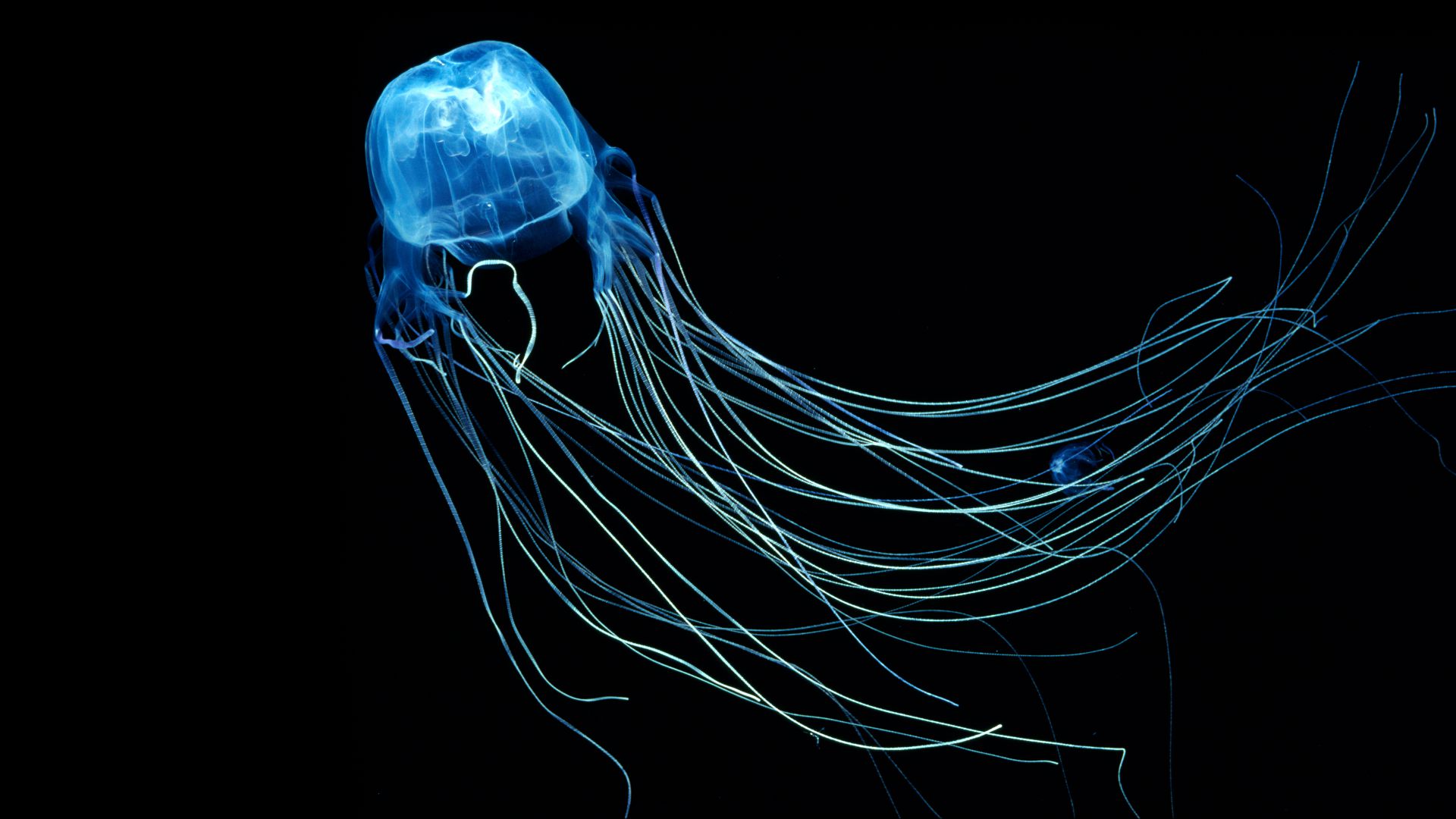 Australian Box Jellyfish, 4k, 5k wallpaper, 8k, Jellyfish, Rangiroa, Indian Ocean, diving, tourism (horizontal)