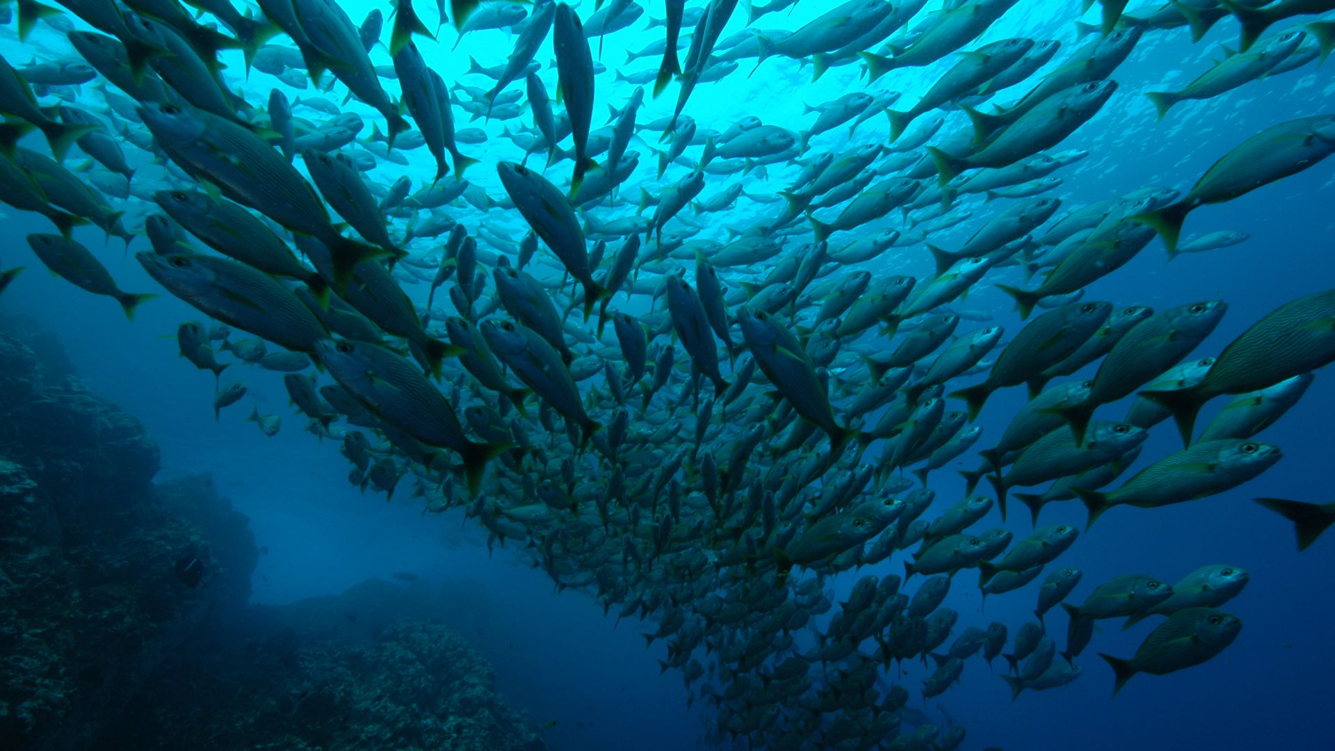 Costa Rica, Playa Flamingo, Diving, tourism, travel (horizontal)