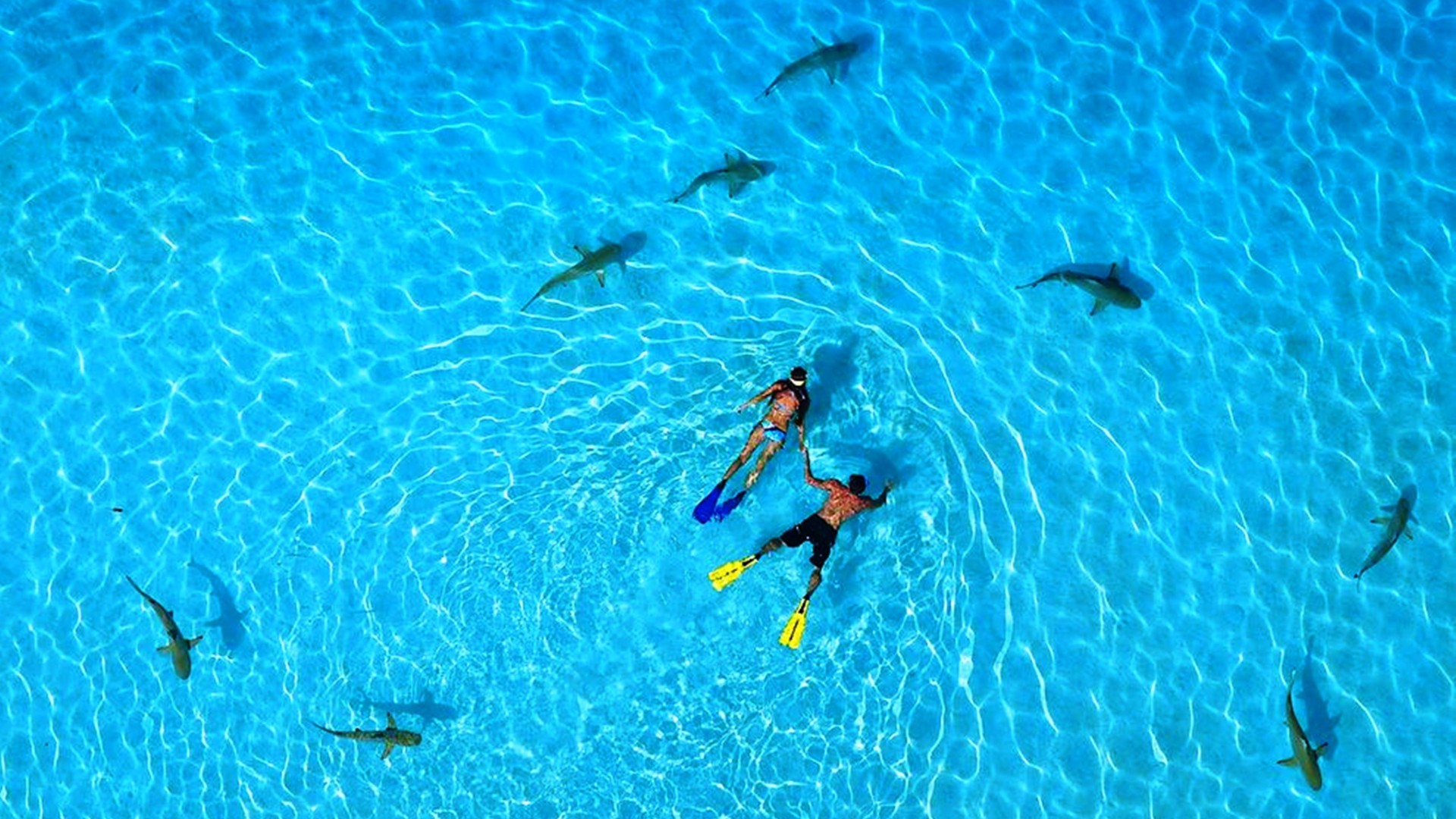 French Polynesia, 5k, 4k wallpaper, vacation, rest, travel, booking, ocean, diving with sharks, World's best diving sites (horizontal)