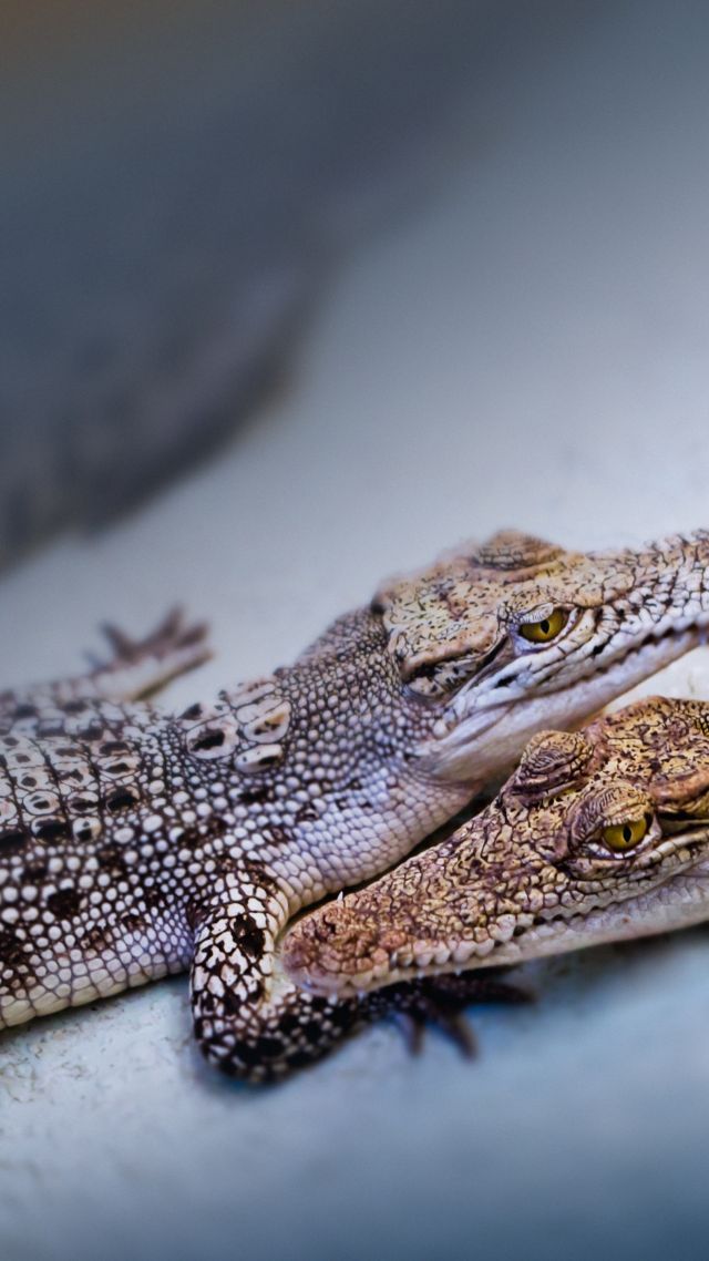 baby crocodiles, cute animals (vertical)