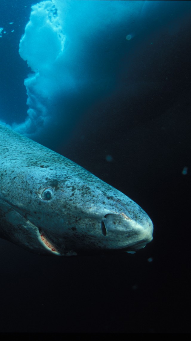 Greenland shark, Hudson Bay, Labrador, diving, tourism, blue sea, World's best diving sites (vertical)