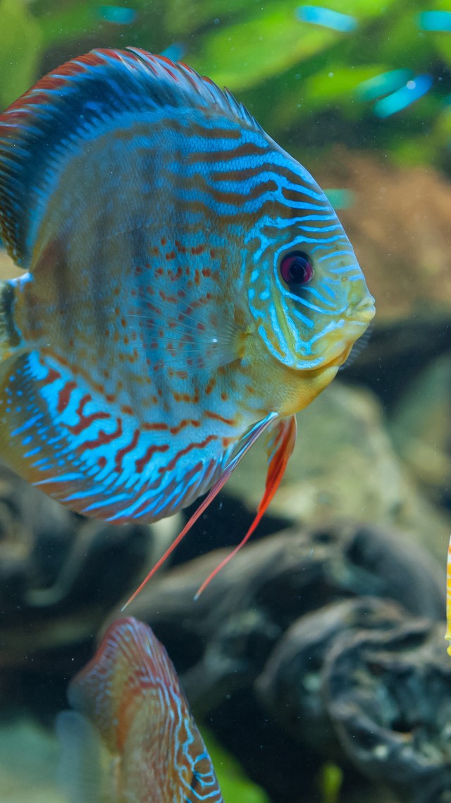 Discus, exotic, aquarium, fish, close up, water, blue, orange, World's best diving sites (vertical)