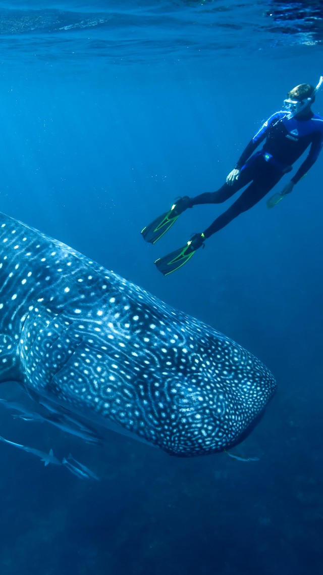 Whale shark, shark, atlantic, indian, pacific, ocean, water, underwater, blue, diving, tourism, fish, World's best diving sites (vertical)