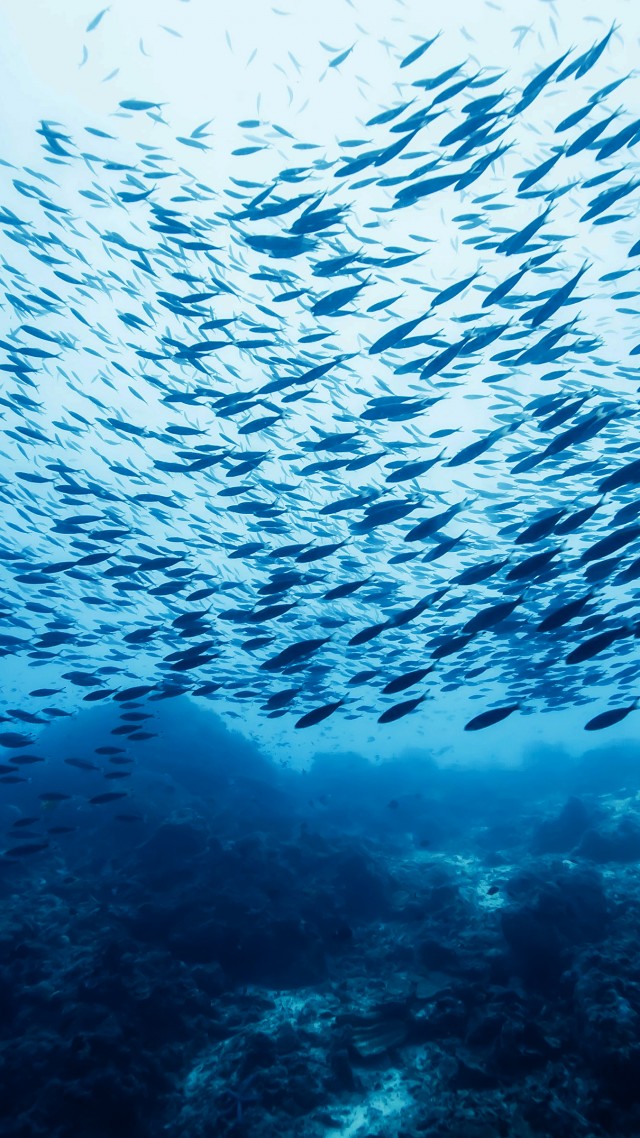 Fish school, Castle Rock, Ocean, Pacific, Atlantic, Indian, water, blue, bottom, underwater, diving, tourism, World's best diving sites (vertical)