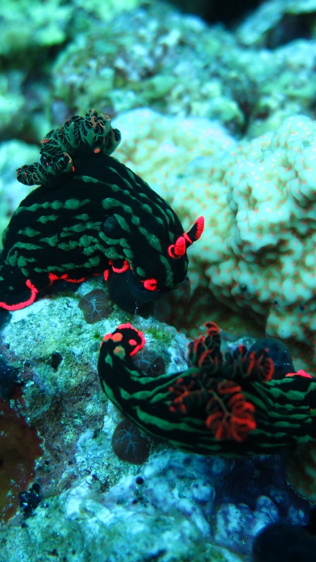 Nudibranch, Deep sea corals, Alona beach, Panglao, Philippines, Coral, marine life, diving, sea, underwater, tourism, World's best diving sites (vertical)