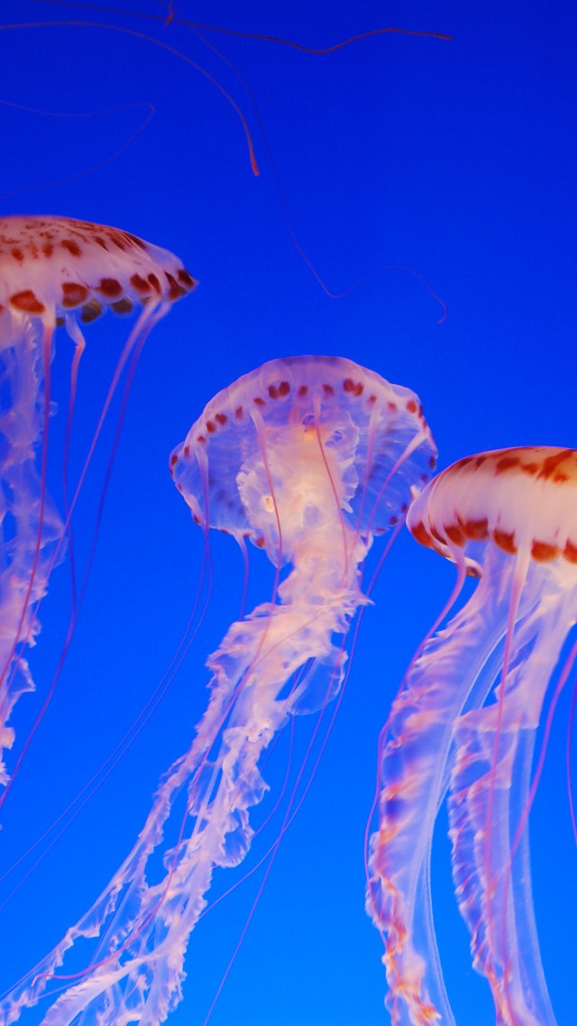 Nettle, 4k, 5k wallpaper, Jellyfish, medusa, Pacific Sea, blue, water, diving, tourism, Colorful, sealife, underwater, World's best diving sites (vertical)