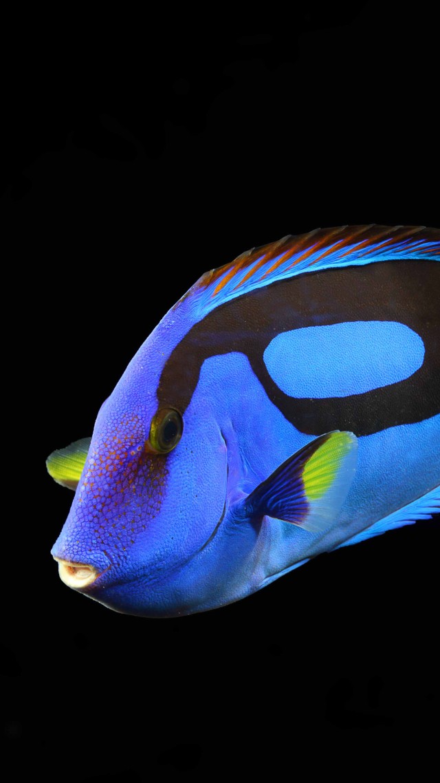 Surgeonfish, water, aquarium, reef animals, blue, yellow, fish, black background (vertical)