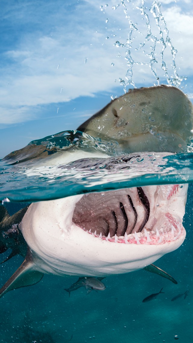 Shark, 5k, 4k wallpaper, 8k, Indian, Caribbean, Atlantic Ocean, sea, diving, water, splash, sky, clouds, unerwater, jaws, blue, tourism, World's best diving sites (vertical)