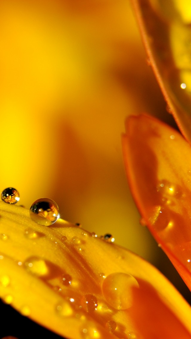 flower, drop, orange, 4k (vertical)