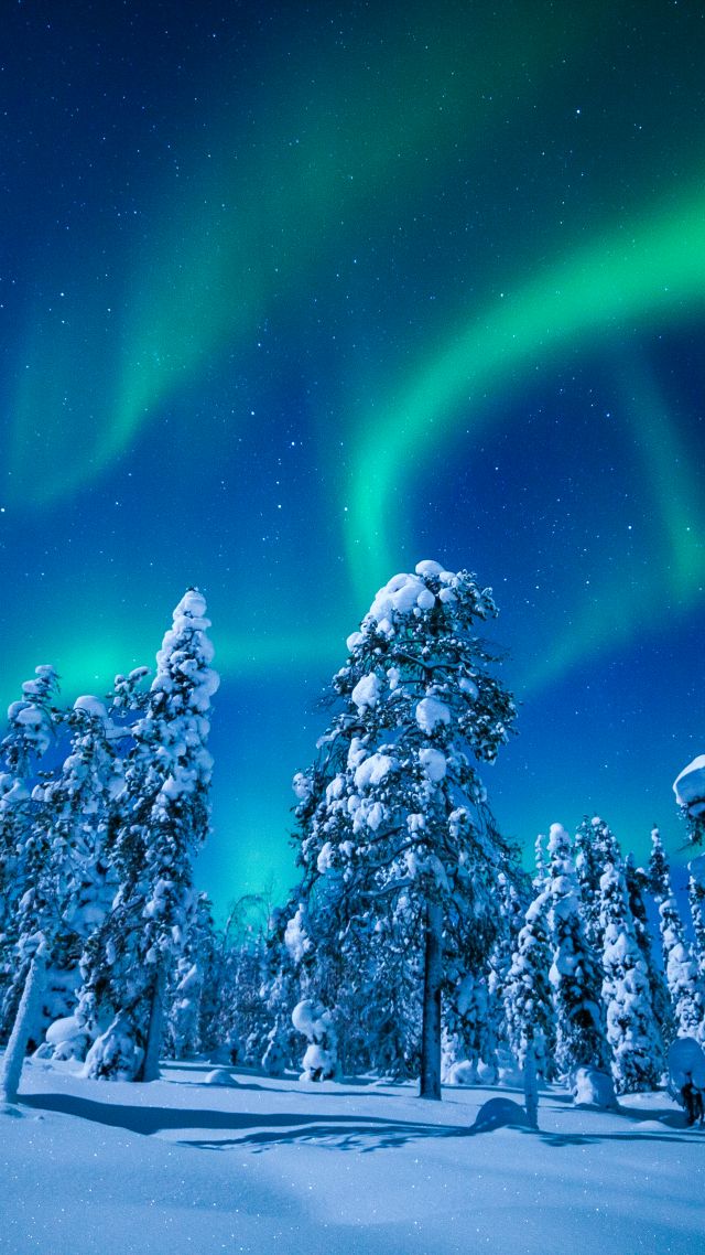 Lapland, Finland, winter, snow, tree, night, northern lights, 5k (vertical)