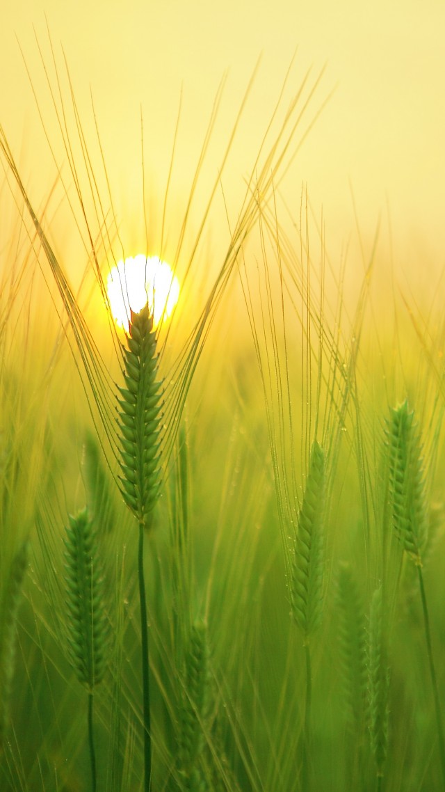 field, sunrise, 4k (vertical)