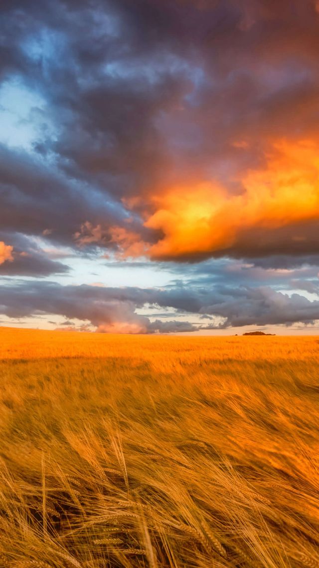 field, East Lothian, Scotland, sunset, 4K (vertical)