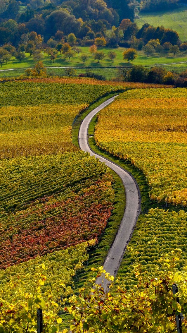 autumn, hill, Europe, Oberschwarzach, Unterfranken, Bayern, 4K (vertical)