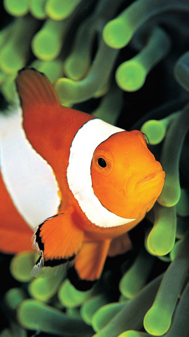 clownfish, underwater, Best Diving Sites (vertical)