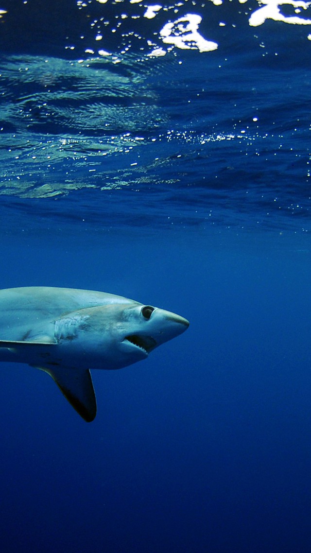 Shark, underwater, Best Diving Sites (vertical)