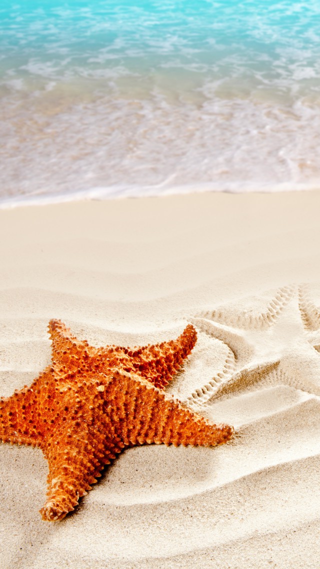 Sea, 5k, 4k wallpaper, ocean, starfish, shore, Best Beaches in the World (vertical)