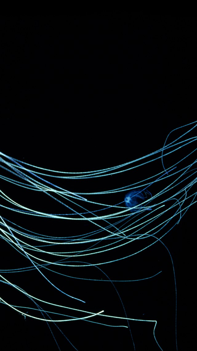 Australian Box Jellyfish, 4k, 5k wallpaper, 8k, Jellyfish, Rangiroa, Indian Ocean, diving, tourism (vertical)