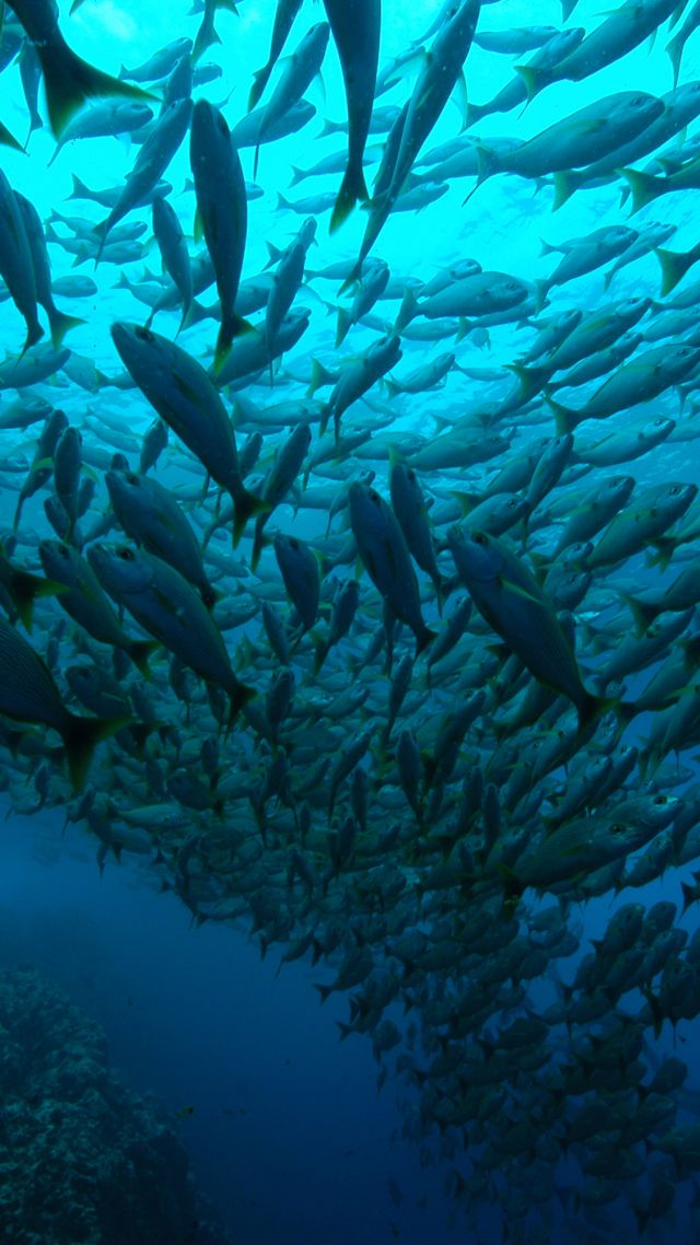 Costa Rica, Playa Flamingo, Diving, tourism, travel (vertical)