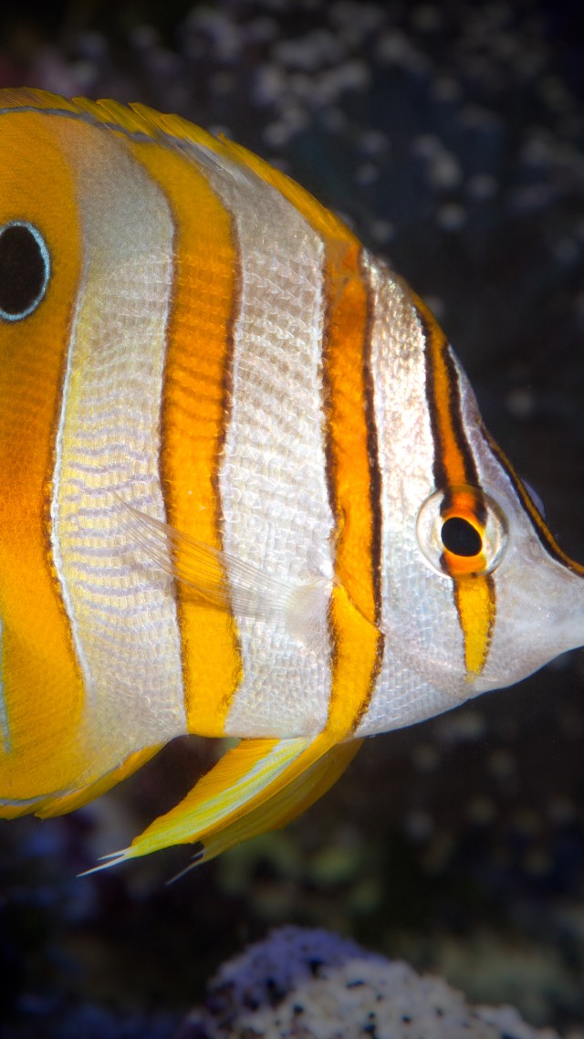 Anemone, inhabitants, aquarium, water, aqua, fish, yellow, Bloody Bay Wall, Little Cayman, The Tiputa Pass, Rangiroa, Polynesia, World's best diving sites (vertical)